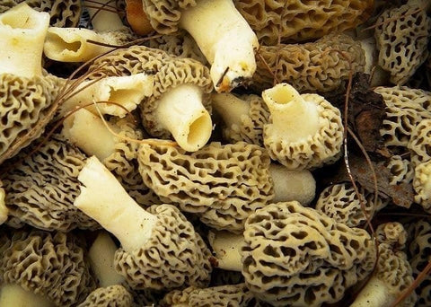 Mushroom&More Donuk Morel Kuzu Göbeği Mantarı - 250 gr